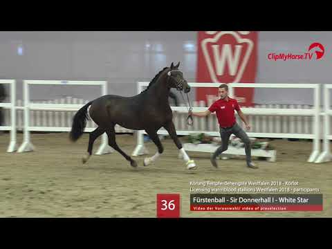 36 Hengst v. Fürstenball - Sir Donnerhall - White Star