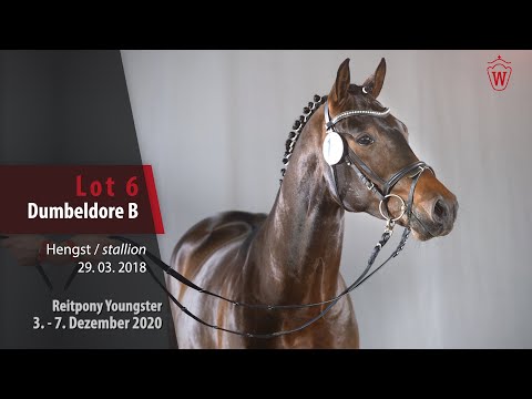 Auktion Reitpony Youngster Lot 6 Dumbeldore B Hengst v. D-Power AT -   Casanova
