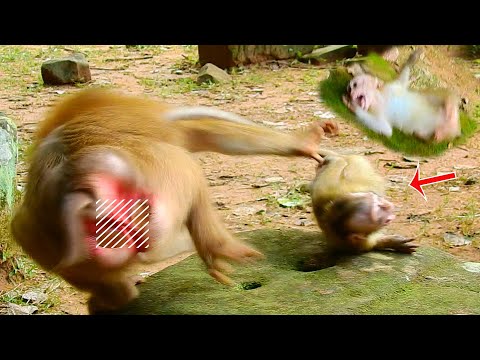 Bad monkey Bonita attack baby Candy seriously