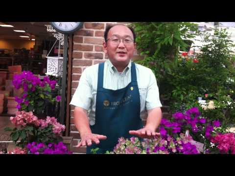 オレガノの乾燥: とても簡単です 植物