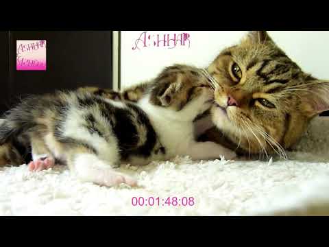 4K Tu Itni Dur Kyun Hai Maa