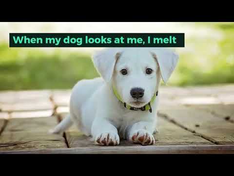 download lagu mp3 mp4 Dog Captions For Instagram, download lagu Dog Captions For Instagram gratis, unduh video klip Dog Captions For Instagram
