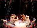 Ringling Brothers Circus Elephants Rochester NY