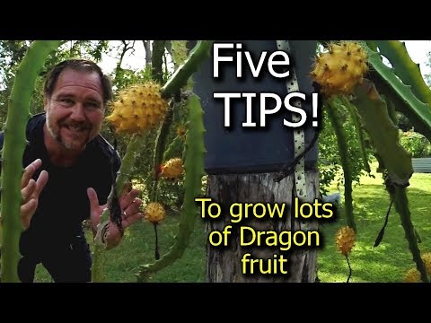 5 Tips How to grow a ton of dragon fruit