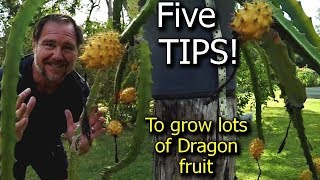 5 Tips How to grow a ton of dragon fruit