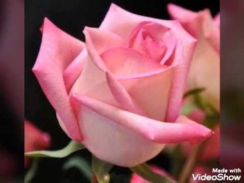 💞💥 Doces Palavras 💥💞