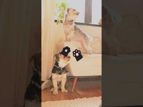 dogs happy birthday nurse