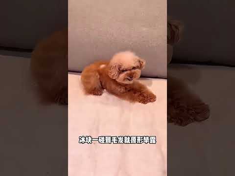 冰塊測狗狗真實性格，柴犬腦迴路獨樹一幟 #三分 #不養狗不知道 #萌寵百科 #養狗人