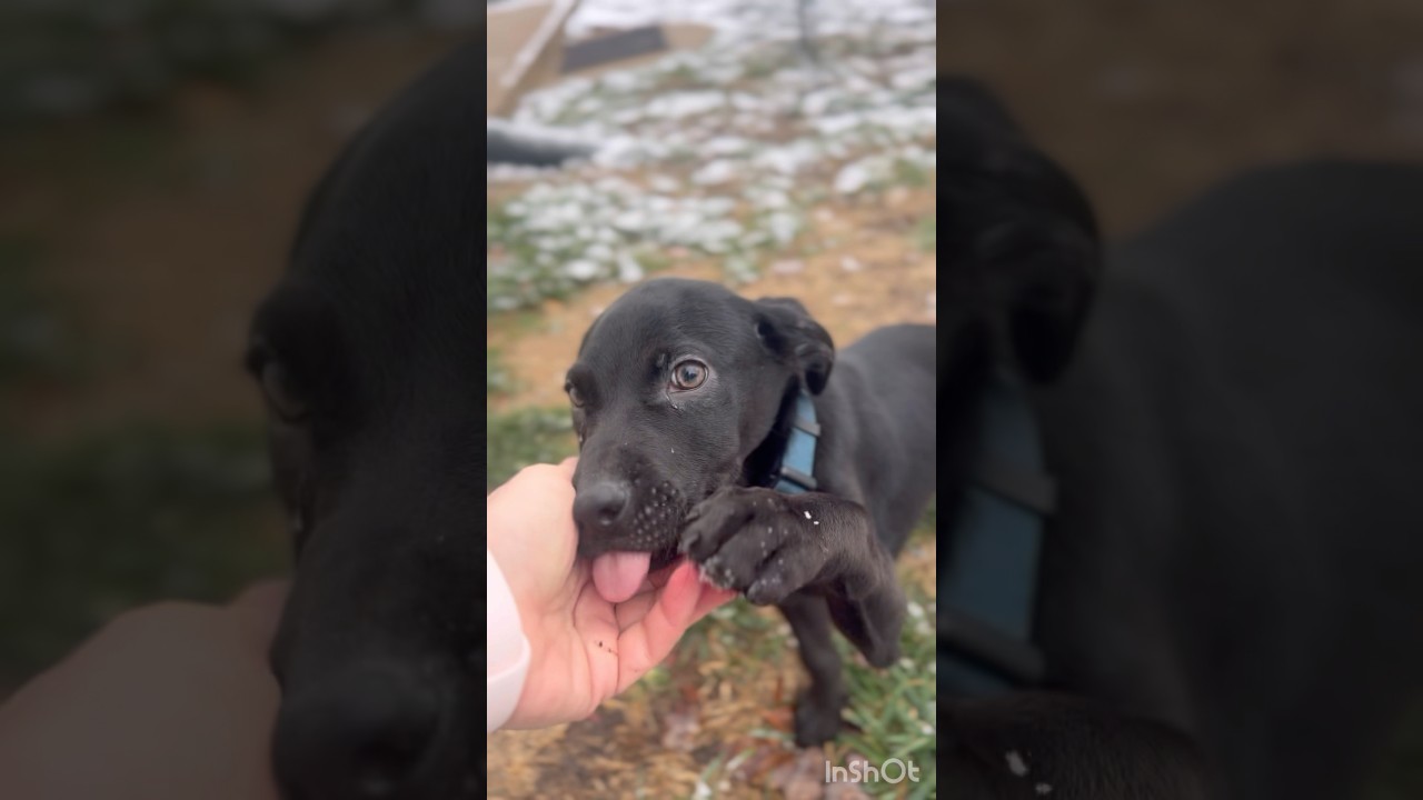 Enlarge Baby, a ADOPTABLE mixed breed in Germantown, MD video 6/6