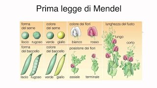 Le Leggi di Mendel | biologia#6