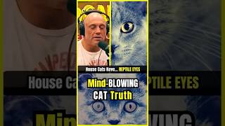 The Bizarre Truth About Cats' Eyes