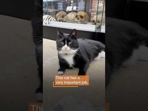 Shelter cat hired by the Bone Museum
