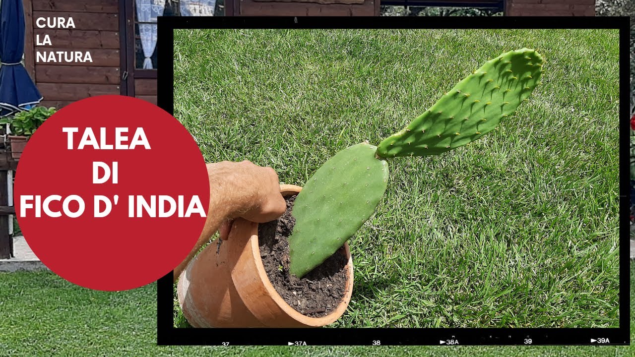 TALEA DI FICO D' INDIA, Come Moltiplicare la pianta di fico d' india