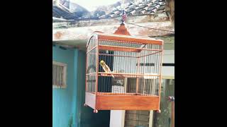 Download lagu Burung manyar gacor Cocok buat masteran dan pancing burung lain emosi mp3 Download lagu Burung manyar gacor Cocok buat masteran dan pancing burung lain emosi mp3