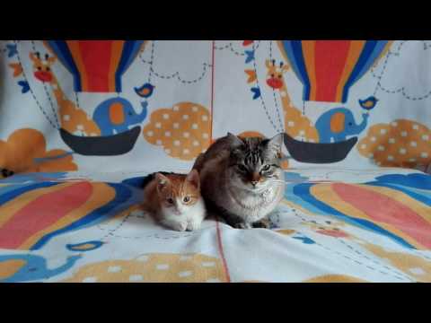 Posando para la fotografía. #amolosgatos 😍