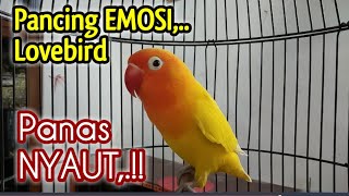 Download lagu Suara Burung Lovebird FIGHTER, Sangat EFEKTIF Pancing EMOSI Lovebird Jadi Panas NYAUT GACOR mp3