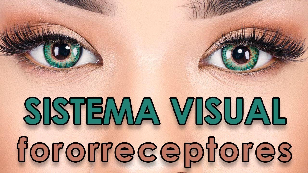 Sistema Visual - Fotorreceptores