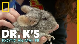 Animal Update - Kirby the Chinchilla |  Dr. K&#39;s Exotic Animal ER