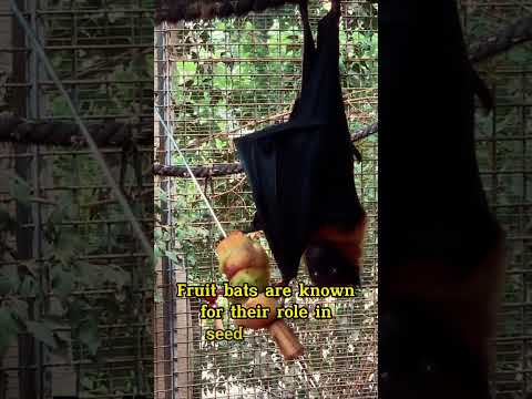 Part 1: What You May Not Know #shorts #youtubeshorts #tnchannel  #animals #discovery #amazing