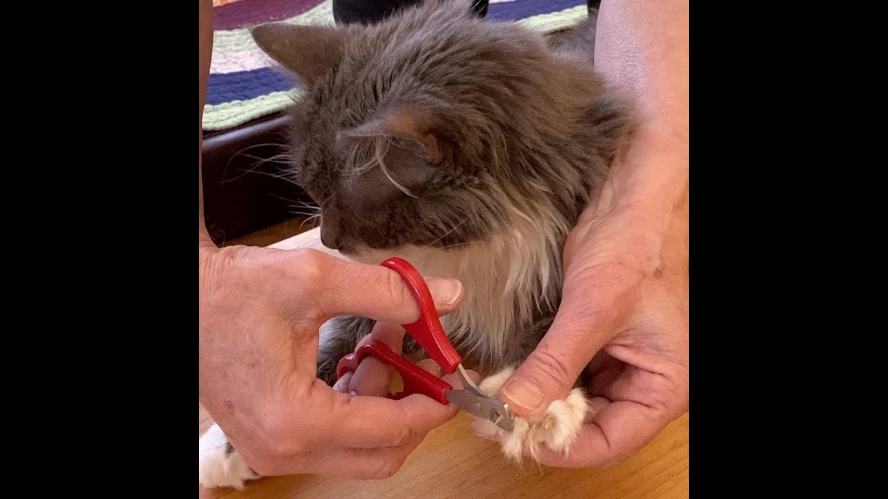 Trimming your cat's claws part 1