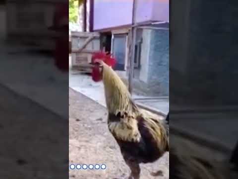Cock Fainted After Long Crow - Get's Rooster WASTED #shorts #funny #shortsvideo