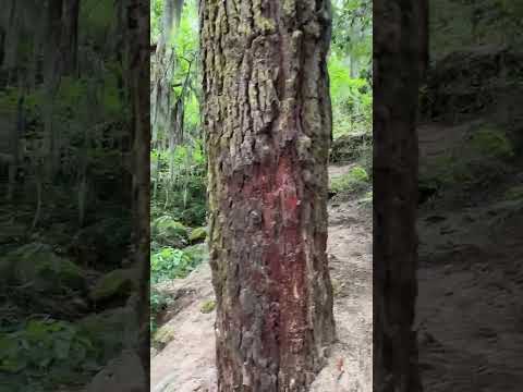 Este lugar de cordoba-la Cumbrecita- es mágicamente hermozo! 🤯😱 #subscribete #like