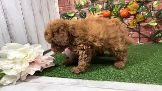 トイプードルの動画01