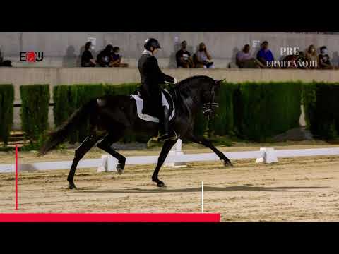 DIFERENTE CH- PRE HORSE-
