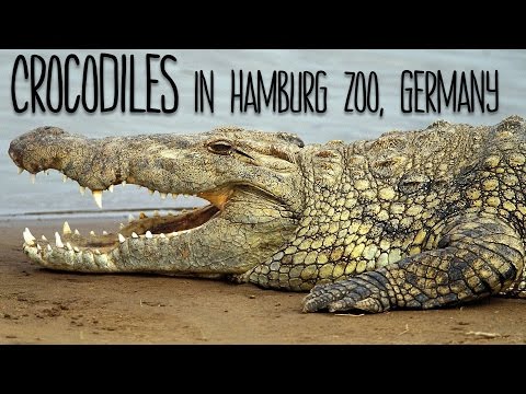 Crocodiles In Hamburg Zoo, Germany