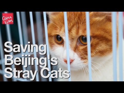 Saving Beijing's Stray Cats | A China Icons Video