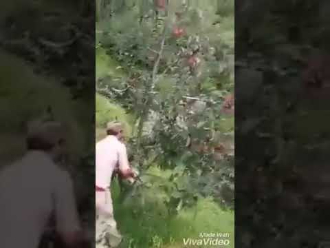 Indian soldiers cutting down fruit trees in Kashmir belonging to Kashmiri Muslim just to hurt them e