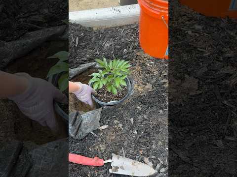 Refresh my flower bed with me! #peonies #flowerbed #concreteborder #hydrangeas #hostas