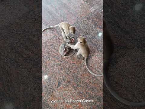Cómo ver Monos en Malasia: Penang Hill vs. Batu Caves
