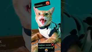 Download lagu Video Viral Kucing Bisa Ngomong | Auto Ngakak mp3 Download lagu Video Viral Kucing Bisa Ngomong | Auto Ngakak mp3