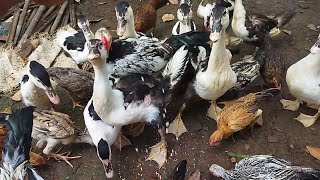 Download lagu Beri Makan Ayam, Bebek, Entok satu Kandang Besar Banyak ada Anak Bebek Juga! mp3