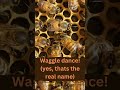 Honeybee Waggle Dance!