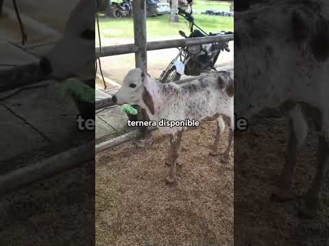 3206942650 se hacen contraentregas hato Rivera Mendoza Cartago Valle cauca