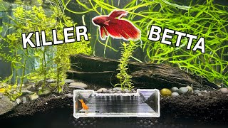 My Shrimp Tunnels | Aquarium Shrimp Hide by  Challenge the Wild