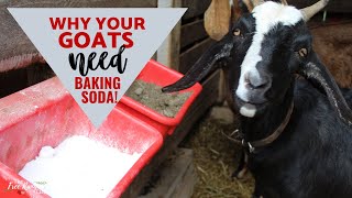 Baking Soda for Goats