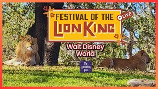 🔴Festival of the Lion King at Disney's Animal Kingdom!