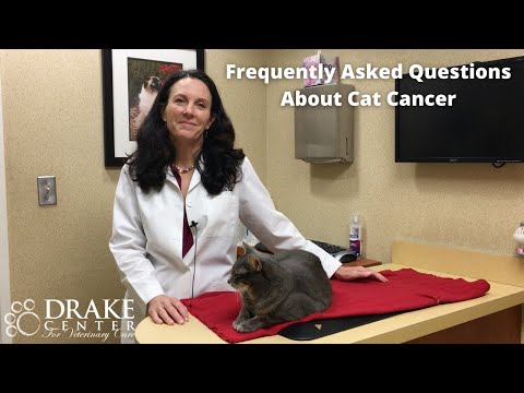 Frequently Asked Questions About Cat Cancer