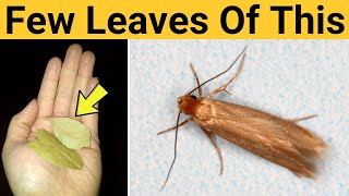Best way to get rid of clothes moths in carpets and kitchen naturally at home