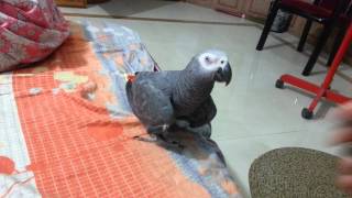 preview picture of video 'Pingu african grey, jan 2013'