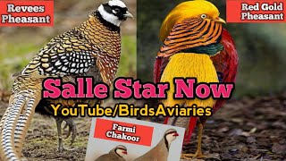 Winter Season Bird&#39;s Shade Control weather |  How To Safe Bird&#39;s Cold environment Issues