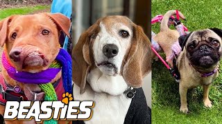 These Disabled Dogs Will Melt Your Heart | BEASTIES by Barcroft Animals