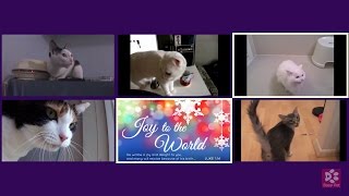 Cats Meowing JOY TO THE WORLD [Christmas Song]