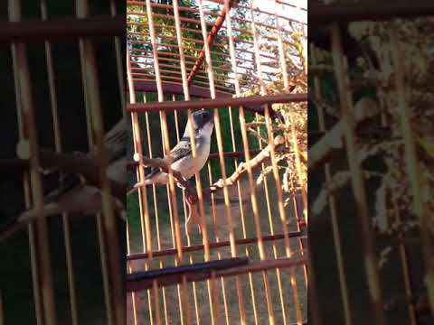 Chorão Bico Preto, Passeio no Mato. @TubePassarosBR