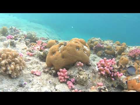 Utopia Beach Club Riff 2018