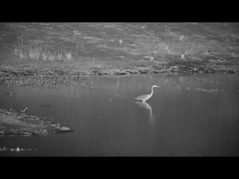 Djuma: Grey Heron and Blacksmith Lapwing - 19:47 - 03/11/2022