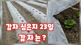 감자 심은지 23일 생육상태 얼마나 올라왔을까 충북 괴산 감물 풀뿌리농장 산감자 감물감자 수미감자 [감자재배…